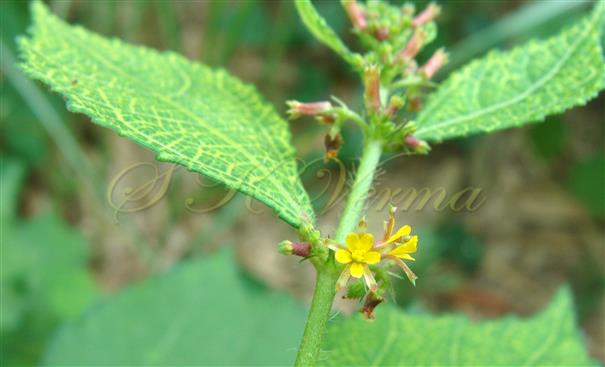 Inflorescence-Leaf opposed cymose cluster